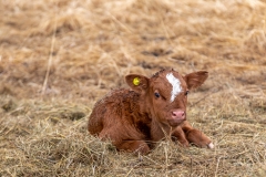 Pink Nose