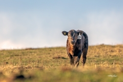 Black Angus Calf