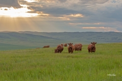 Greener Pasture