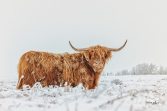 Highland Steer in Snow