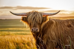 Highland Steer