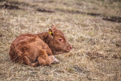 Newborn Calf