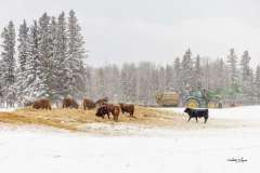 Bedding-Cows-with-Straw-21151