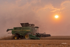 Harvest Haze