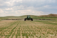 Spraying Wheat