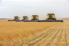 Lentil Harvest