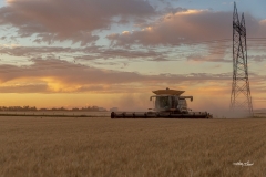 Chewing through Wheat