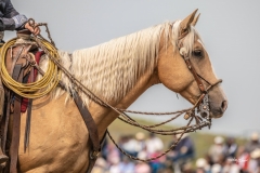 Palomino Ranch Horse