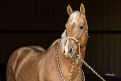 Ima-Metallic-Gold-23483