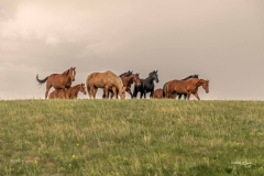 Ranch Remuda