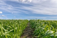 Barley Rows