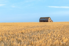 Old barn in wheat crop