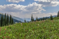 Mountain Meadow