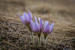 Sign of Spring