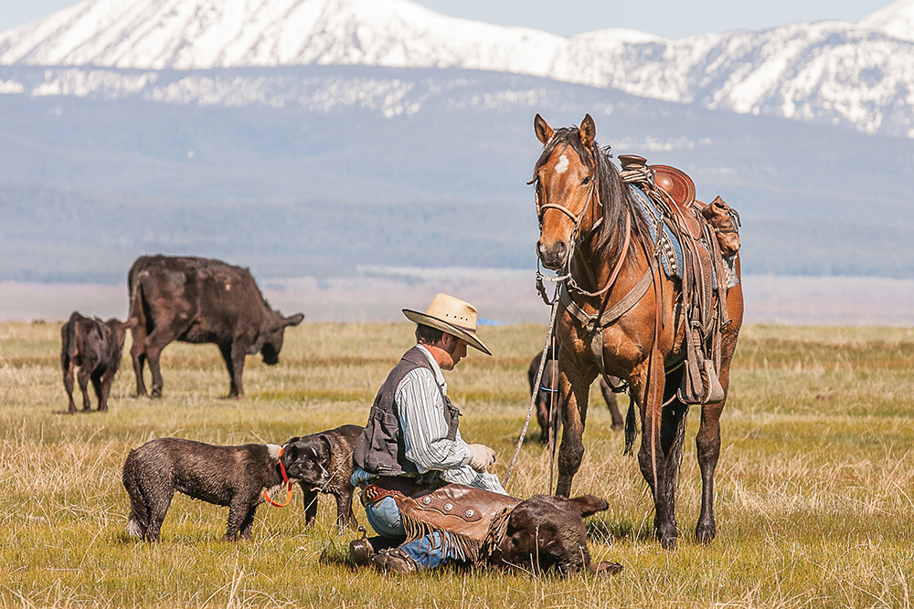 A cowboy works on a calf while his horse and dog look on.
