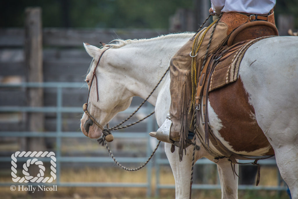 Ranch Rodeo - Image of young ranch horse