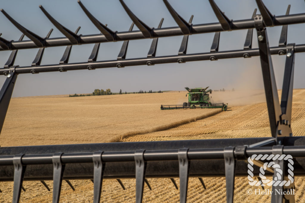 John Deere Combine harvesting wheat