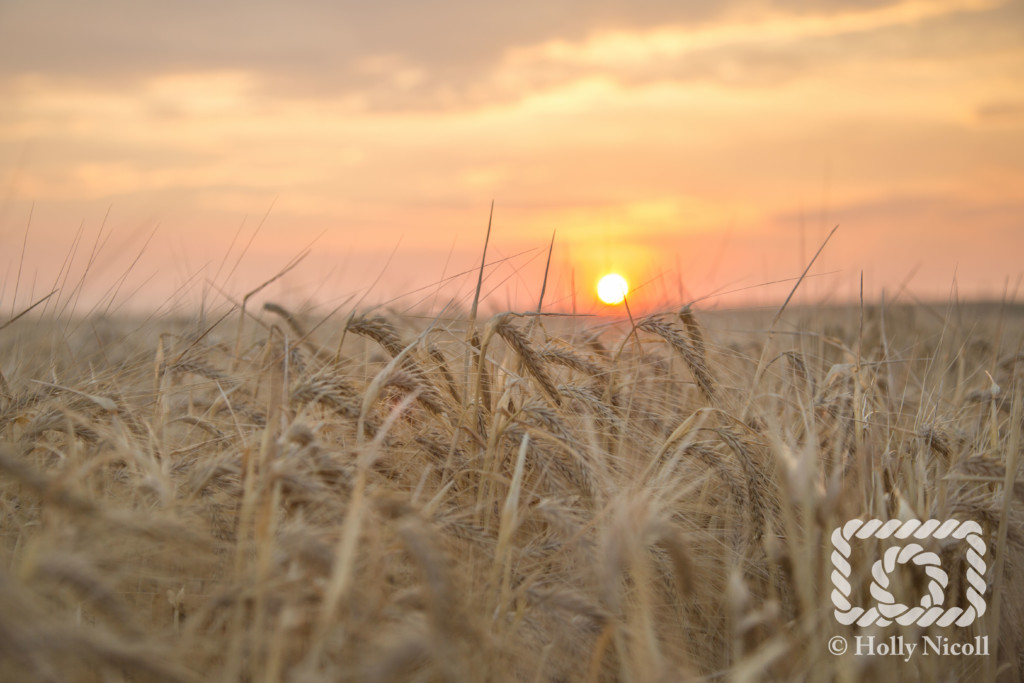 Agriculture Photography - Malt Barley Crop and Sunrise