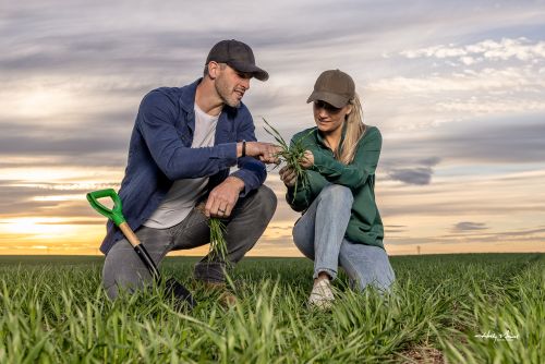 Agronomists looking at a wheat field