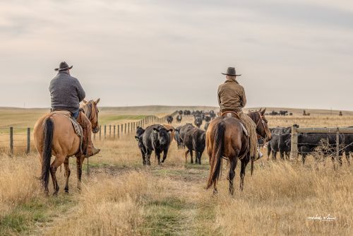Cowboys stand in the gate as the cattle move towards them