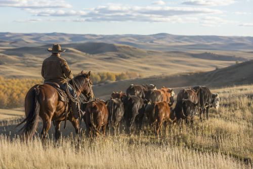 Rancher moving cattle - AI generated image