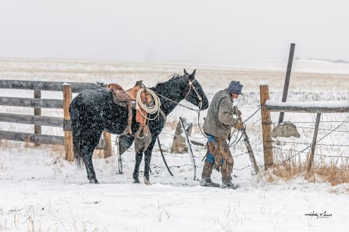 Rancher closing gate in a snowstorm